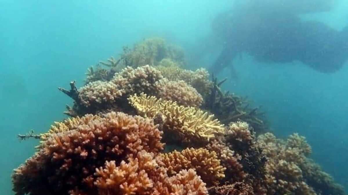 PT Timah melakukan transplantasi terumbu karang sebagai bagian dalam menjaga ekosistem laut dan pesisir. (timah)