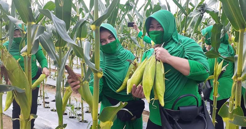 Panen perdana Demplot Budidaya Jagung Kodim 0317/TBK.
