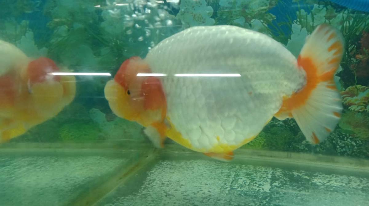 peliharan ikan mas koki di masa pandemi COVID-19-1 Ikan mas koki. Pelihara ikan mas koki, hobi menjanjikan di masa pandemi. (foto: istimewa)