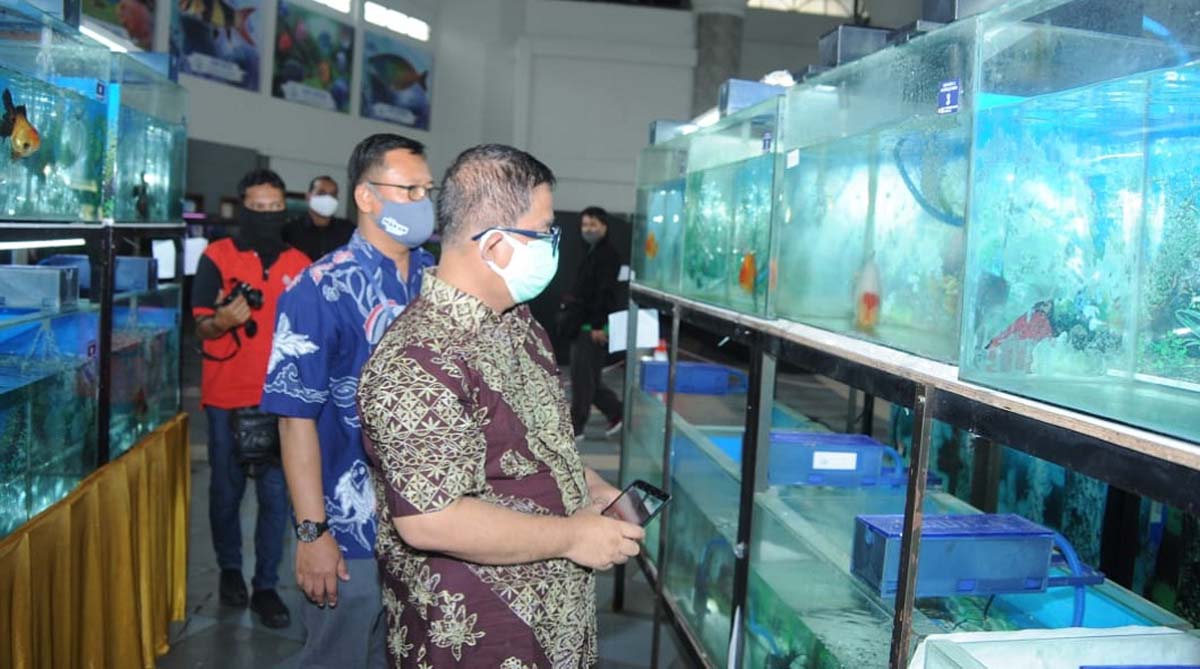 Hobi pelihara ikan mas koki dalam aquarium atau kolam kaca. (foto: istimewa)