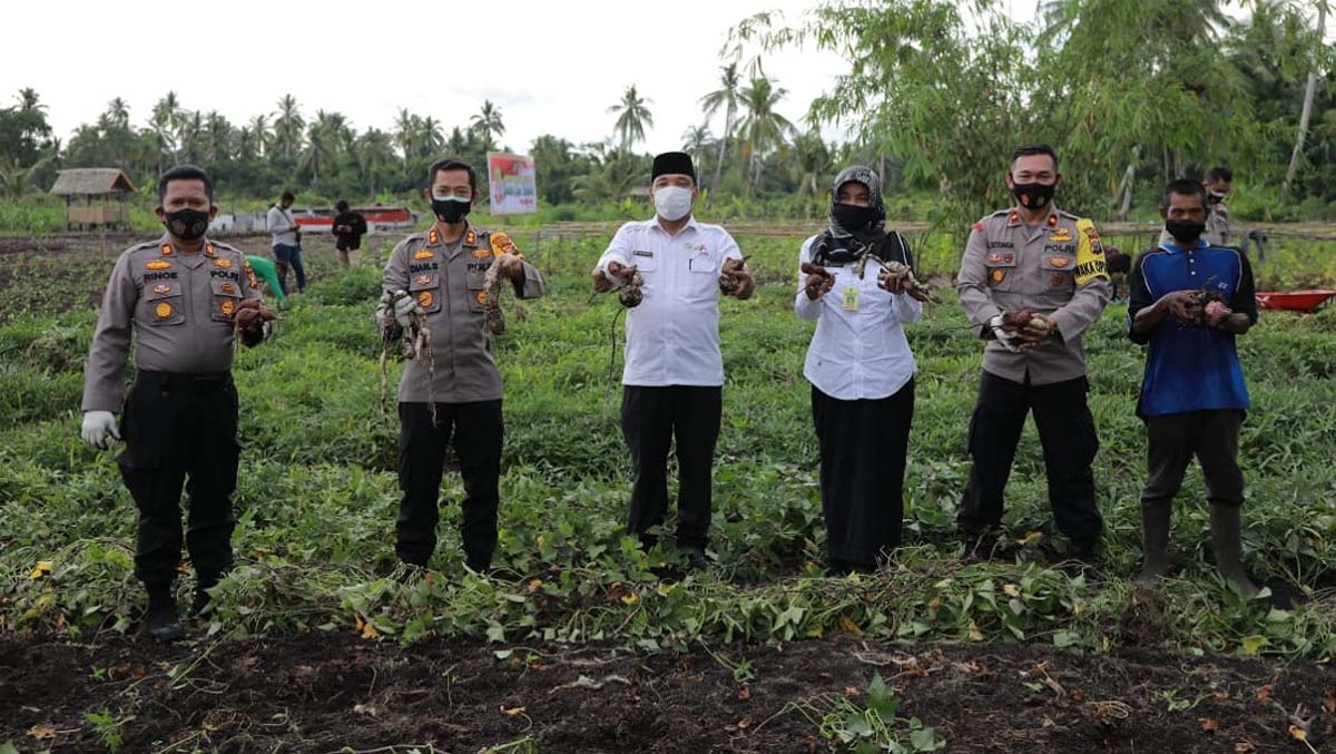 Kapolres Inhil panen raya ubi jalar Kapolres Inhil AKBP Dian Setyawan (2 kiri) bersama Kelompok Tani Makmur Sejahtera dan pejabat terkait panen raya ubi jalar. Panen raya ubi jalar, ini pesan Kapolres Inhil kepada petani. (foto: abd)