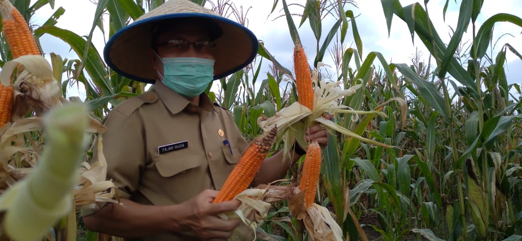 Panen raya jagung di Inhil dalam rangka memperingati Hari Pangan Sedunia. (foto: abd)