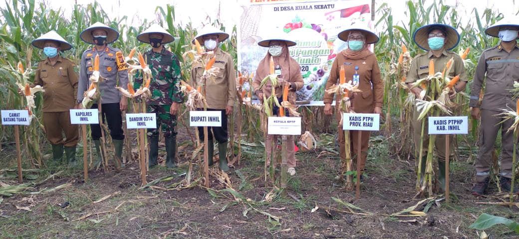Panen jagung di Inhil Hari pangan Bupati Inhil HM bersama Forkompimda dan pejabat terkait panen raya jagung di Hari Pangan Sedunia. (foto: abd)