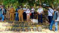 GM PT Timah Tbk Wilayah Operasi Kepri dan Riau Robertus Bambang Susilo meninjau pembibitan kepiting di kawasan reboisasi manngrove di Kuncur Barat, Kabupaten Karimun.