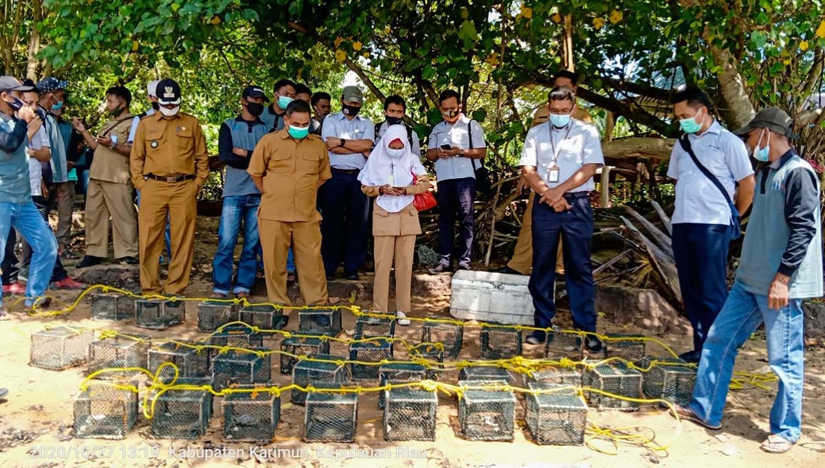 Pelatihan budidaya kepiting PT Timah di Karimun-2 GM PT Timah Tbk Wilayah Operasi Kepri dan Riau Robertus Bambang Susilo meninjau pembibitan kepiting di kawasan reboisasi manngrove di Kuncur Barat, Kabupaten Karimun.