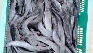 Ikan lele hasil budidaya sistem bioflok. (foto: istimewa)
