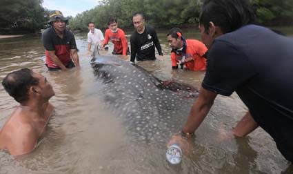 Hiu Paus terdampar Petugas mengevakuasi Hiu Paus yang terdampak di aliran anak sungai di Kota Kendari, Sulawesi Tenggara. (foto: istimewa)