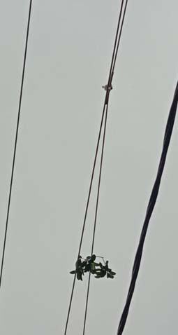 Kabel TM 20 KV di Harjosari beradu memicu pemadaman listrik mendadak di sebagian wilayah Pulau Karimun Besar, Selasa (12/1/2021) sore. (Dok. PLN ULP Tanjung Balai Karimun)