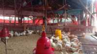 pekerja ternak ayam meninggal gantung diri Tali dalam kandang ayam tempat tergantungnya pekerja peternakan ayam di Desa Babat, Desa Babat, Kecamatan STL Ulu Terawas, Kabupaten Musi Rawas, Provinsi Sumatera Selatan. (foto: abk)