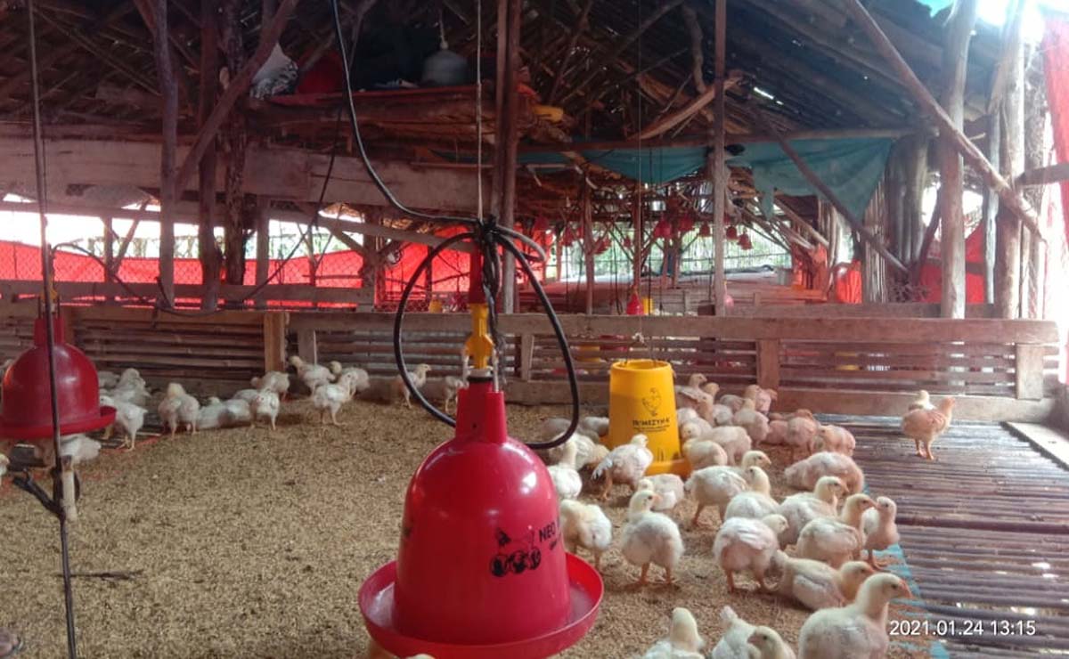 pekerja ternak ayam meninggal gantung diri Tali dalam kandang ayam tempat tergantungnya pekerja peternakan ayam di Desa Babat, Desa Babat, Kecamatan STL Ulu Terawas, Kabupaten Musi Rawas, Provinsi Sumatera Selatan. (foto: abk)