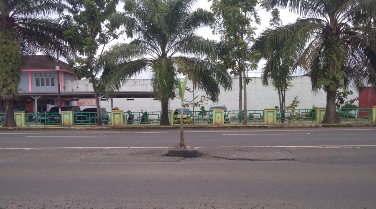 Pohon pisang tegak dan tumbuh di tengah jalan lintas Sumatera di Musi Rawas, Sumatera Utara. Pohon pisang ini ditanam warga sebagai ungkapan kekesalan dengan kondisi jalan penuh lubang. (foto: alam)