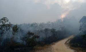 Kebakaran hutan dan lahan (Karhutla) di Kundur Utara hanguskan rumah warga.