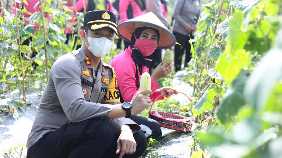 Panen raya polres inhil di pekan kamis