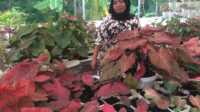 Komisioner Bawaslu Karimun Tiuridah Silitonga bersama bunga keladi, tanaman hias yang ia budidayakan dan menghasilkan pundi-pundi rupiah di rekeningnya.