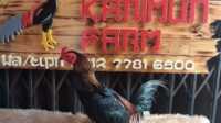 RKF Floxy Fowl, RKF Floxy Fowl, Obat Aratan, CRD, Snot dan Ngorok Ayam Kesayangan Anda
