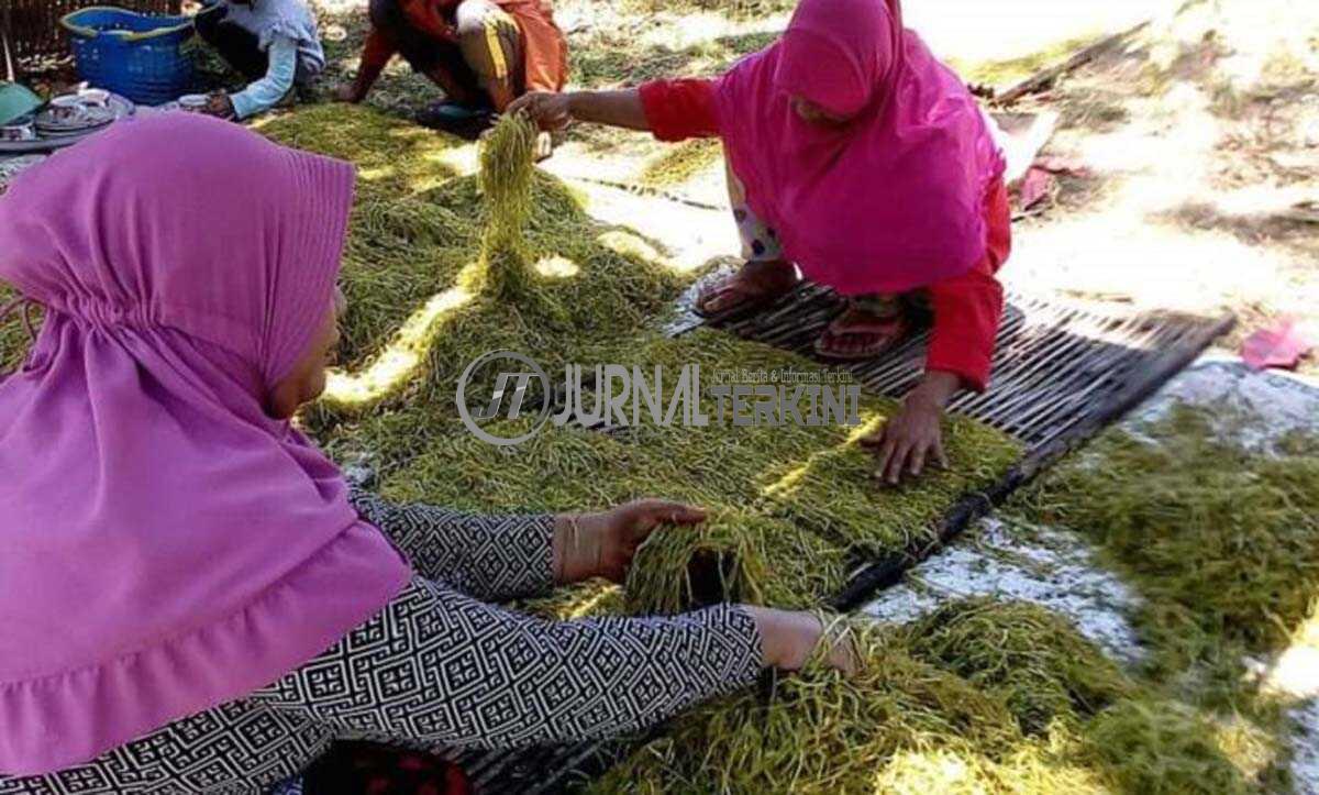 Petani tembakau Pamekasan.