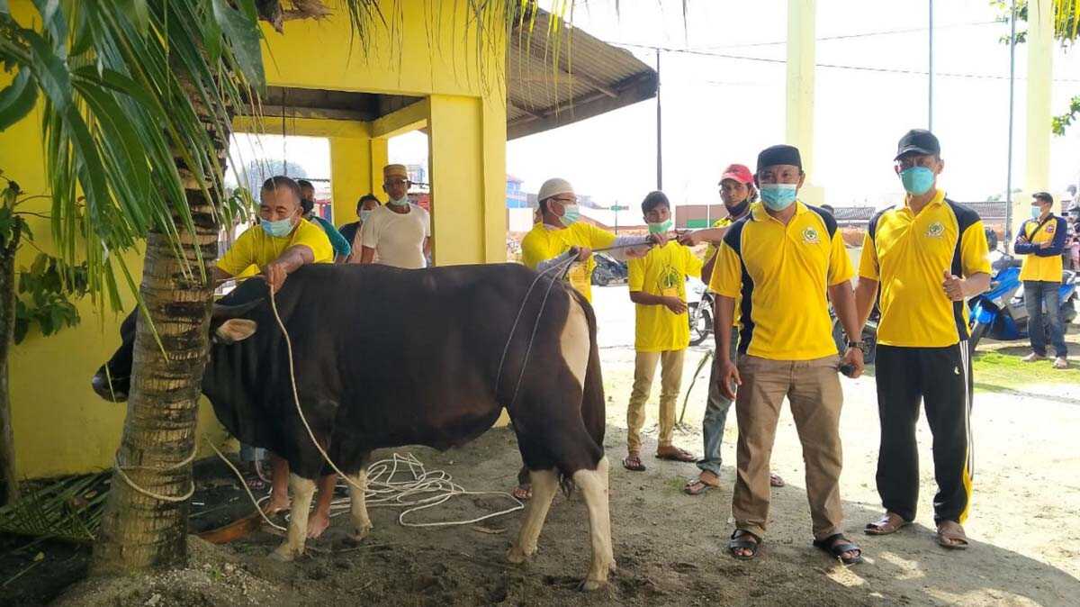DPD Partai Golkar menyembelih hewan kurban yakni dua ekor sapi pada Hari Raya Idul Adha tahun ini, Rabu (21/7/2021). (foto: Dok. Partai Golkar Karimun)