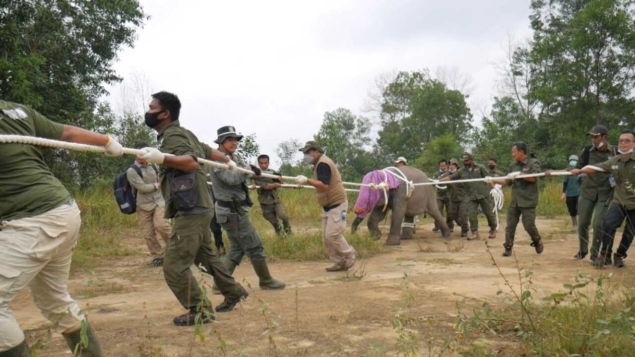 Menyelamatkan anak gajah BKSDA Selamatkan Anak Gajah Kembali ke Bentang Alam Bukit Tigapuluh. (foto: istimewa)
