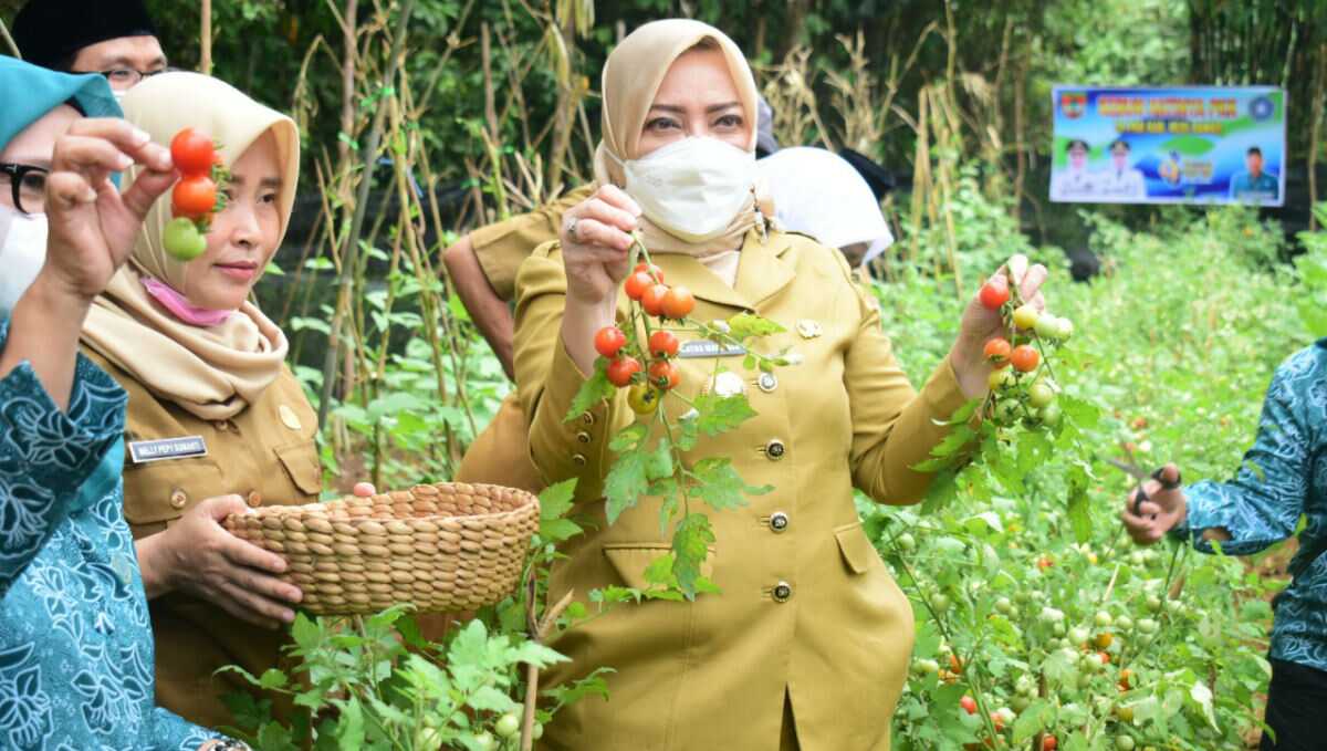 Bupati Musi Rawas panen tomat
