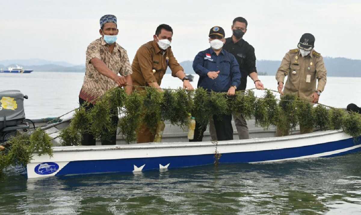 Gubernur Kepri Ansar Ahmad bersama Kepala Dinas Kelautan dan Perikanan T.S Arif Fadillah dan pejabat lainnya panen rumput laut di Pulau Jaga, Kecamatan Moro, Kabupaten Karimun, Selasa (7/9/2021). (foto: Dok. Biro Humas Setprov Kepri)