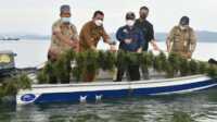 Gubernur Kepri Ansar Ahmad bersama Kepala Dinas Kelautan dan Perikanan T.S Arif Fadillah dan pejabat lainnya panen rumput laut di Pulau Jaga, Kecamatan Moro, Kabupaten Karimun, Selasa (7/9/2021). (foto: Dok. Biro Humas Setprov Kepri)