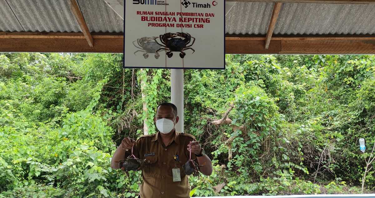 Bermita dengan PT Timah, Pokdakan Tuah Ketam panen puluhan kilogram kepiting.
