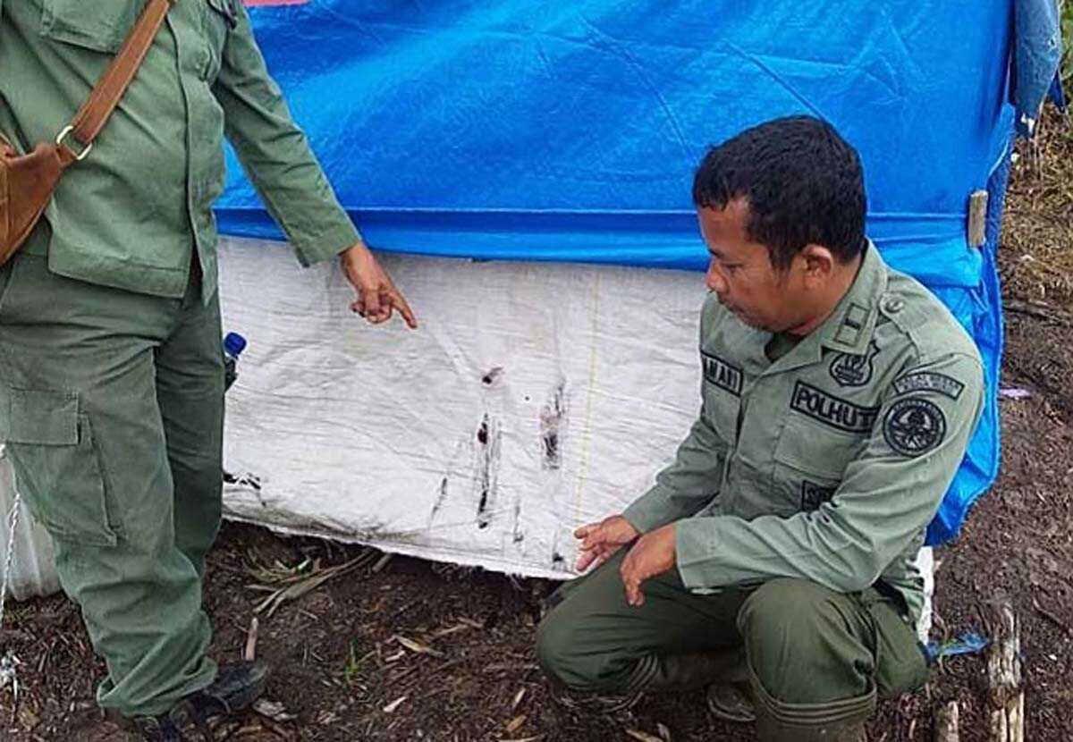 Polisi hutan memperlihatkan kanvas yang diduga dicakar harimau.