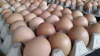 telur ayam