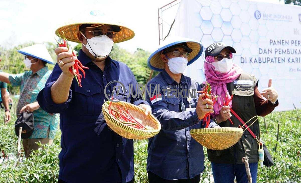 Bupati Karimun panen cabai merah Bupati Karimun Aunur Rafiq bersama bersama Kepala Kantor Perwakilan BI Kepri Musni Hardi K. Atmaja panen perdana cabai merah Program Lipat Ganda (Proliga) di Kundur Barat, Sabtu (15/1/2022). (foto: yra)