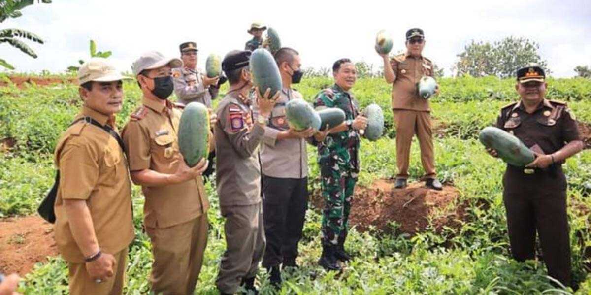 Wali Kota Lubuklinggau bersama Forkopimda panen semangka di atas lahan seluas sekitar 15 hektare.