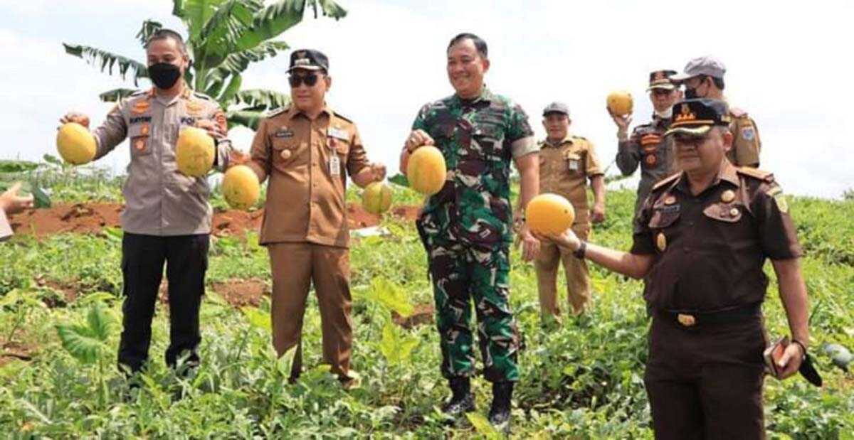 Wali Kota dan Dandim Lubuklinggau panen semangka Wali Kota Lubuklinggau (2 kiri) bersama Dandim, Kapolres dan Kajari memperlihatkan semangka hasil panen.