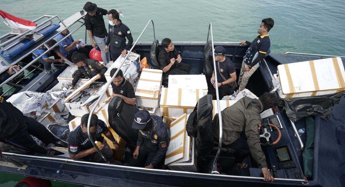 benih lobster BC Kepri