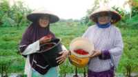 IMG-20220722-WA0031