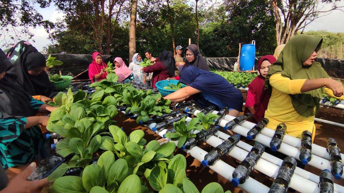 timah hidroponik Kelompok Wanita Pulau Setunak binaan PT Timah memproduksi sayuran untuk ketahanan pangan. (dok. PT Timah)