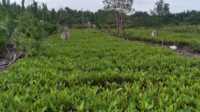 HKTI Indragiri Hilir
