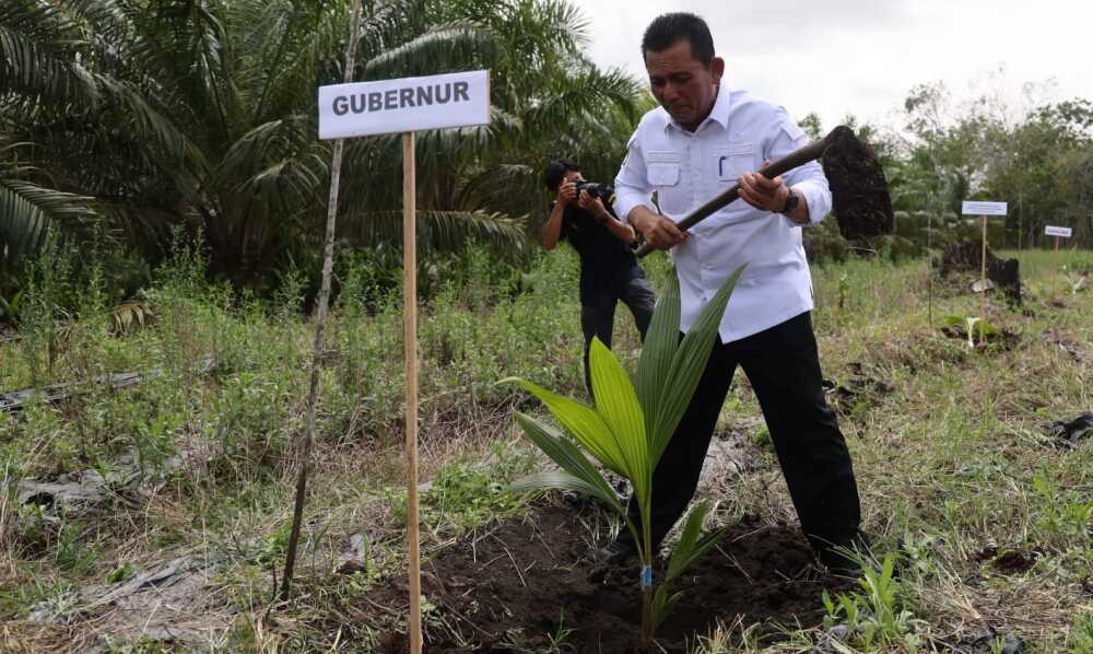 gubernur Kepri tanam kelapa di kundur Gubernur Kepri Ansar Ahmad menanam bibit kelapa genjah di Prayun, Kecamatan Kundur Barat. (Diskominfo Kepri)