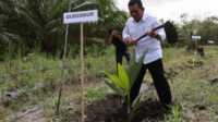 gubernur Kepri tanam kelapa di kundur Gubernur Kepri Ansar Ahmad menanam bibit kelapa genjah di Prayun, Kecamatan Kundur Barat. (Diskominfo Kepri)