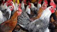 ayam arab