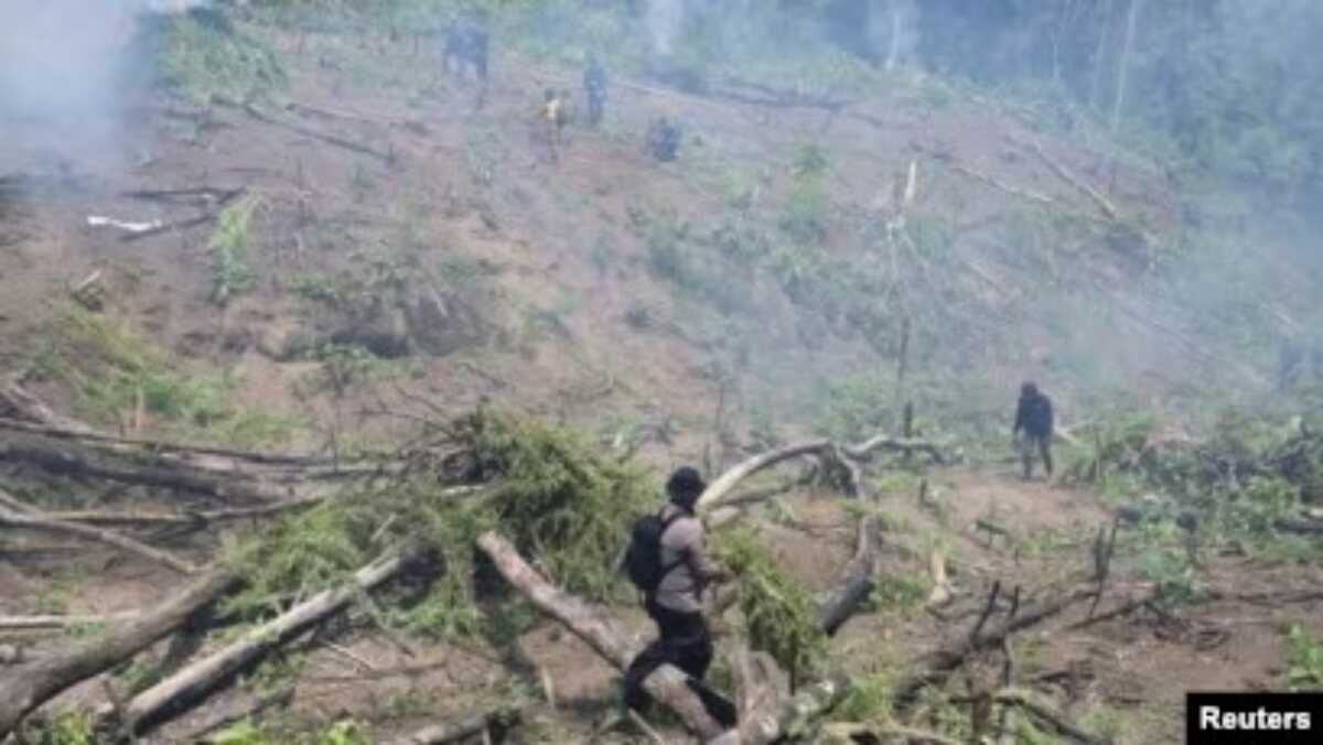 ladang ganja di Aceh Pihak berwenang membakar tanaman di ladang ganja ilegal di Seulimeum, Provinsi Aceh, 8 Maret 2023. (REUTERS/Riska Munawarah)