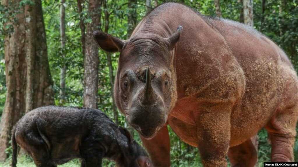 badak jawa Rosa, badak sumatera, melahirkan anak betina di Suaka Rhino Sumatera Taman Nasional Way Kambas (SRS TNWK), Lampung pada 24 Maret 2022. (Foto: Humas KLHK)