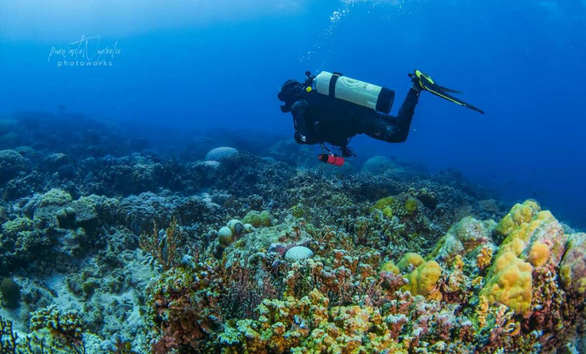 Olahraga diving atau menyelam di laut Anambas. (dok. Humas Polres Anambas)