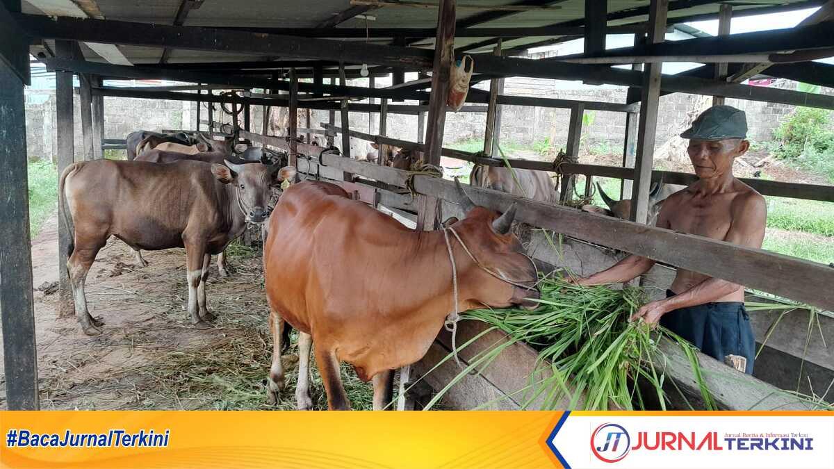 hewan kurban di bukit senang karimun Pakde, perawat ternak sapi memberikan makan sapi ternakannya di lokasi peternakan sapi milik Arifin Saleh Pakpahan, Bukit Senang, Tanjung Balai Karimun, Rabu (7/6/2023). Peternakan sapi ini menerima permintaan hewan untuk kurban di Hari Raya Idul Adha 1444 H. (JurnalTerkini.id/Jansen)