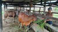 Pakde, perawat ternak sapi memberikan makan sapi ternakannya di lokasi peternakan sapi milik Arifin Saleh Pakpahan, Bukit Senang, Tanjung Balai Karimun, Rabu (7/6/2023). Peternakan sapi ini menerima permintaan hewan untuk kurban di Hari Raya Idul Adha 1444 H. (JurnalTerkini.id/Jansen)