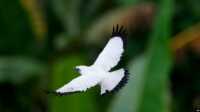 indonesia spesies burung terbanyak Seekor burung Jalak Bali terbang di atas pepohonan di Tabanan, Bali, 17 April 2022. (Foto: Tatan Syuflana/AP)