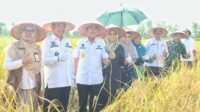 panen raya padi di keritang Gubernur Riau (Gubri) H. Syamsuar (3 kiri) bersama Bupati Indragiri Hilir (Inhil) H. Muhammad Wardan (2 kiri) Panen Raya Padi di Desa Pasar Kembang Kecamatan Keritang, Rabu (21/06/2023). (Diskominfo Inhil)