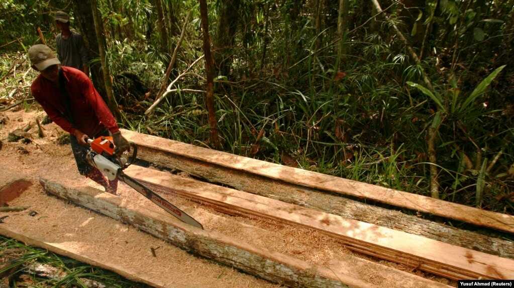 Seorang penebang liar menebang pohon di hutan selatan Sampit, Kalimantan Tengah. (Foto: REUTERS/Yusuf Ahmad)