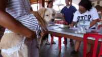 rabies-1 Seorang ibu menggendong anjingnya untuk mendapatkan vaksin rabies di Bali, Jumat, 7 Oktober 2016. (Foto: AP)