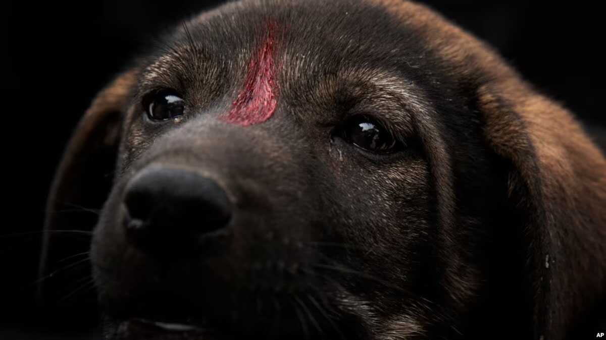 rabies Seekor anak anjing diberi cat merah sebagai tanda telah diberi vaksin rabies, sebagai ilustrasi. Kementerian Kesehatan mencatat ada 11 kasus kematian yang disebabkan oleh rabies. (Foto: AP)