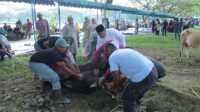 idul adha di asahan Penyembelian hewan kurban di Alun-Alun Rambate Rata Raya Kisaran, Kamis (29/06/2023). (Dokumentasi Pribadi)