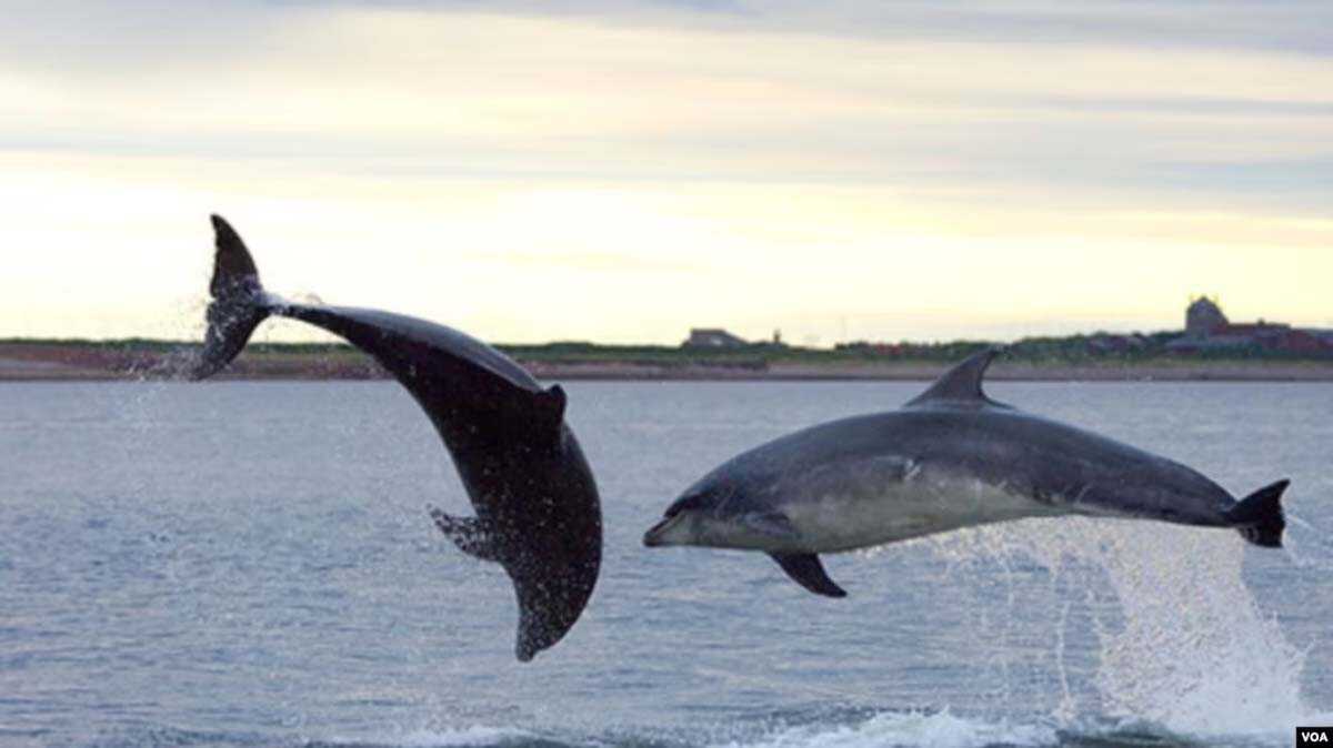lumba-kumba Habitat terbesar lumba-lumba di Indonesia bisa ditemukan di kawasan wisata bahari Lovina, Buleleng, Bali.